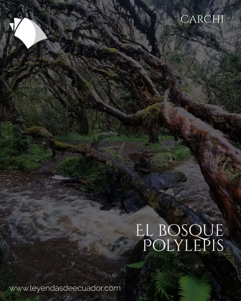 El bosque polylepis
